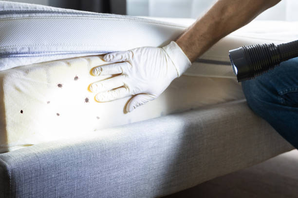 Best Cockroach Control Services  in Byron, MN